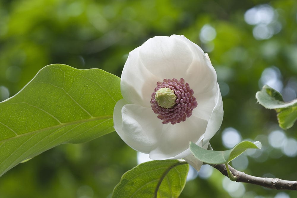 Colossus Oyama magnolia flower