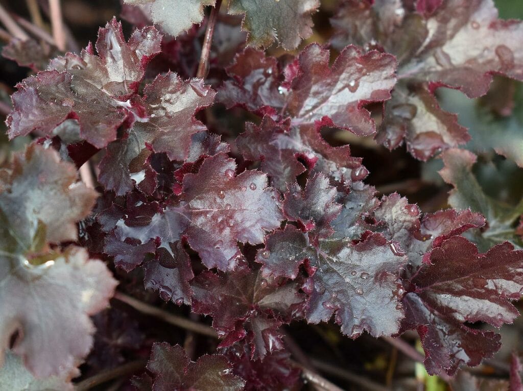 Coral Bells
