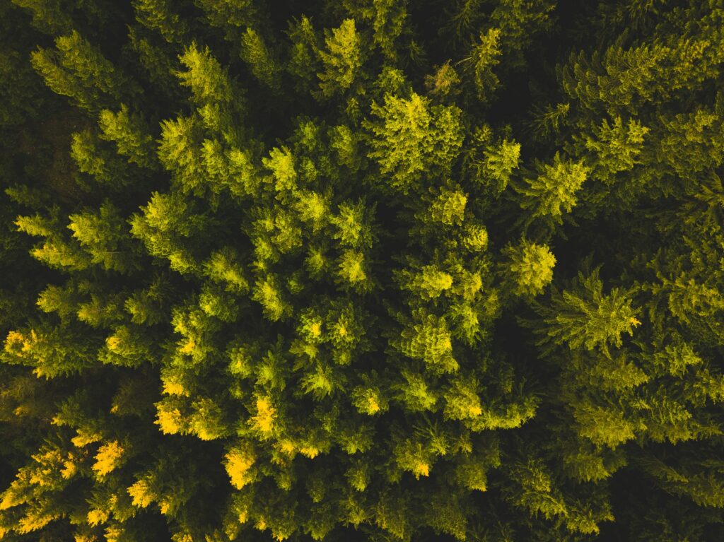 Cypress Tree