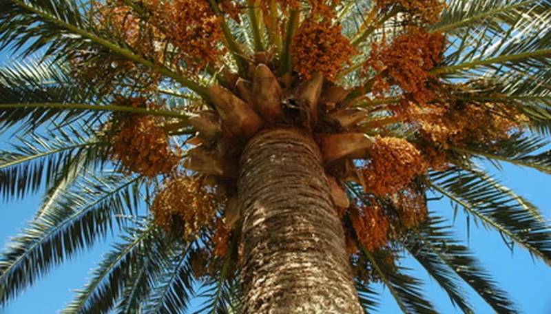 DIY classroom palm tree