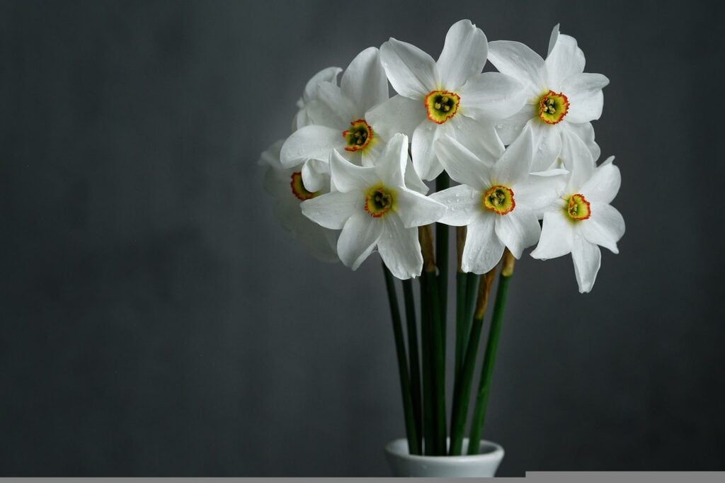 Daffodil