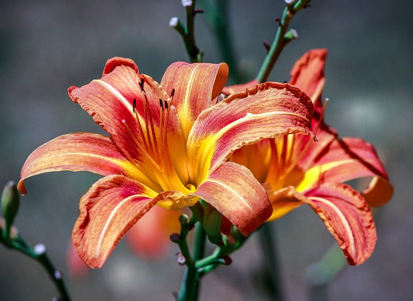 Daylilies