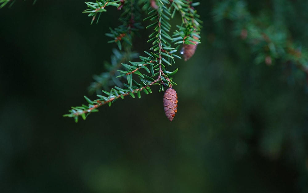 Eastern Hemlock_Mammiya_Pixabay