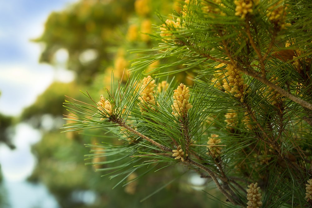 Eastern White Pine Tree