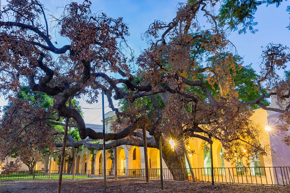 Engelmann Oak_Kit Leong_Shutterstock