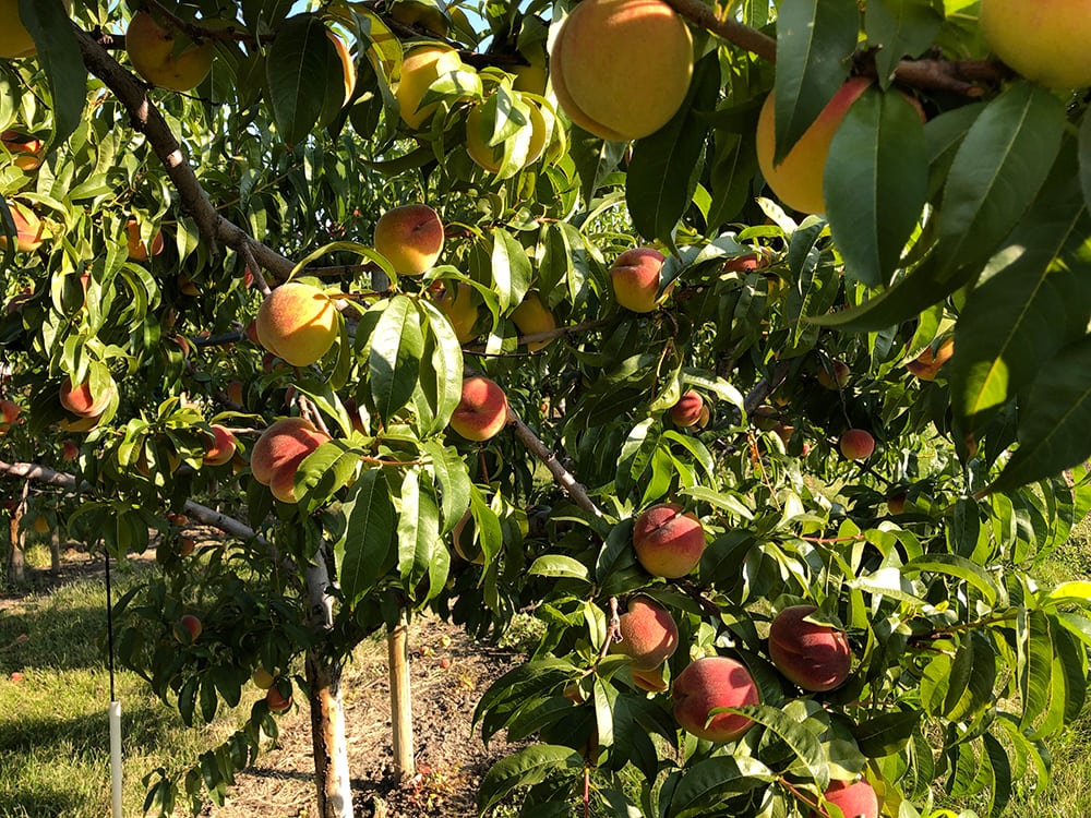 Fairhaven Peaches_Zoom Options_Shutterstock