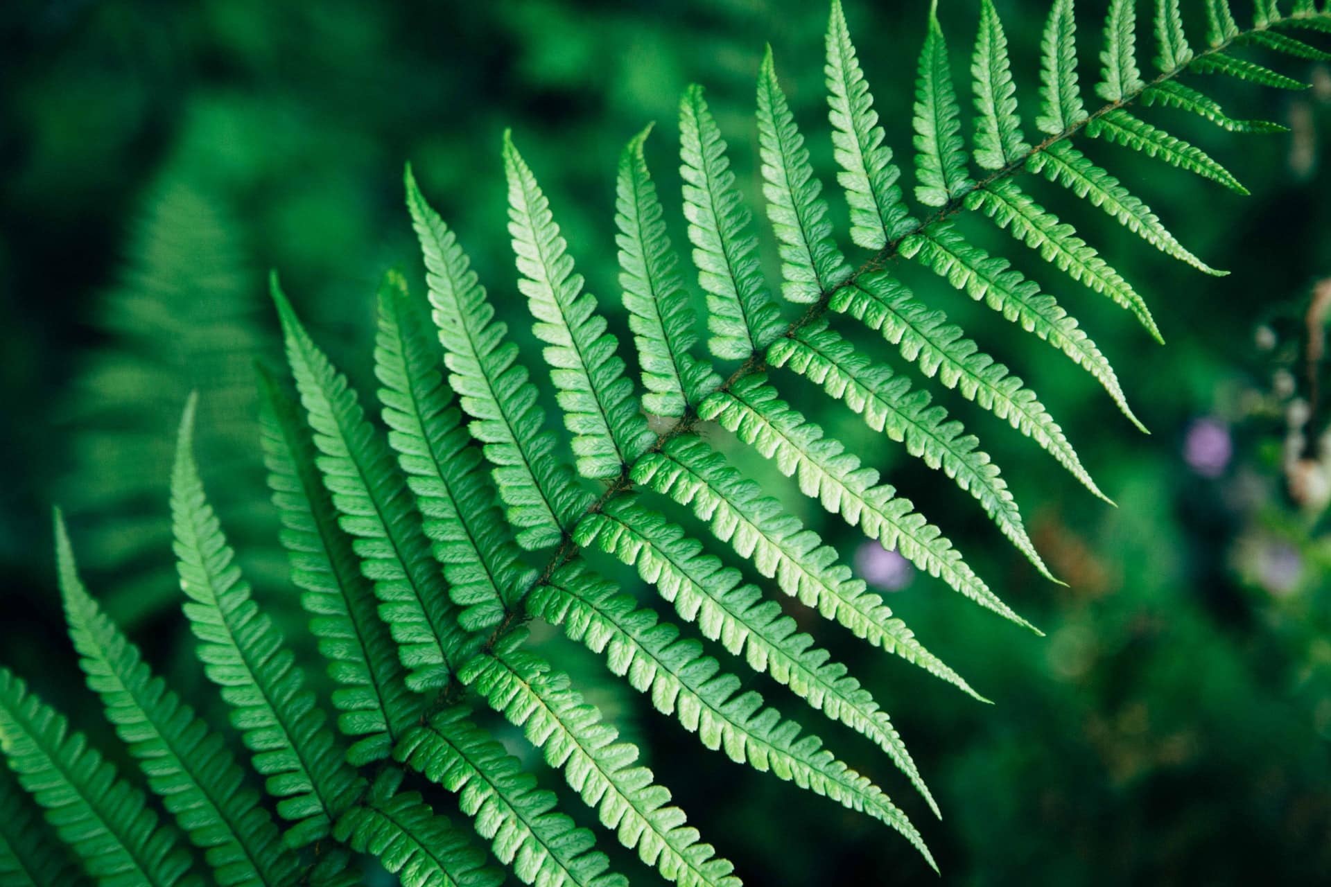 Ferns