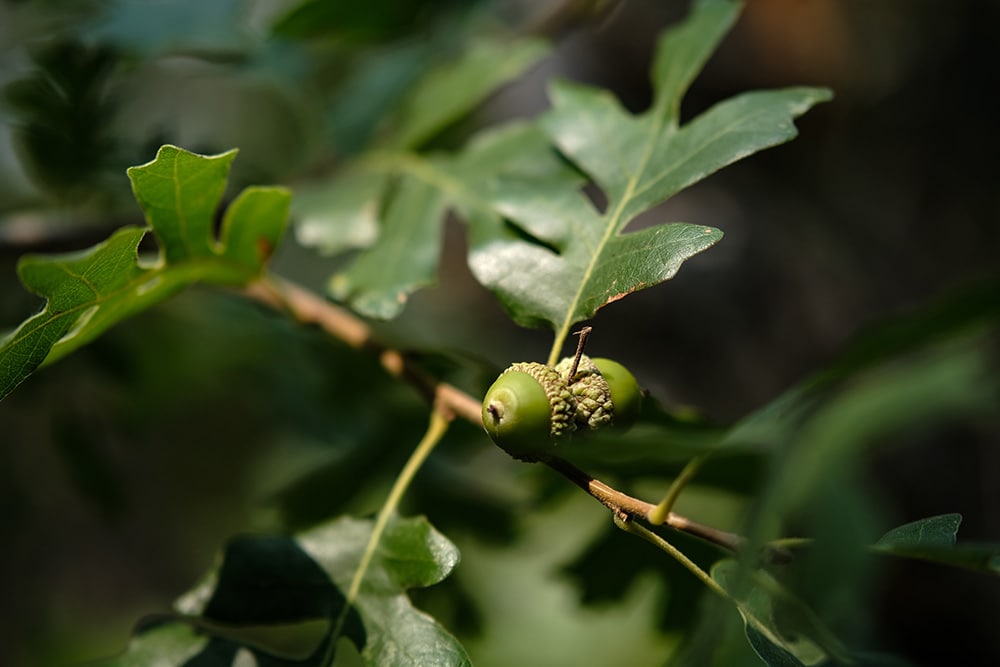Gambel Oak_Rob Martin_Unsplash
