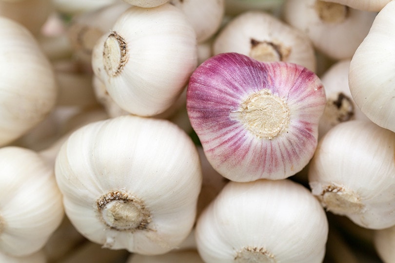Garlic Bulb