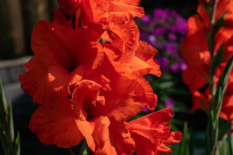 Gladiolus