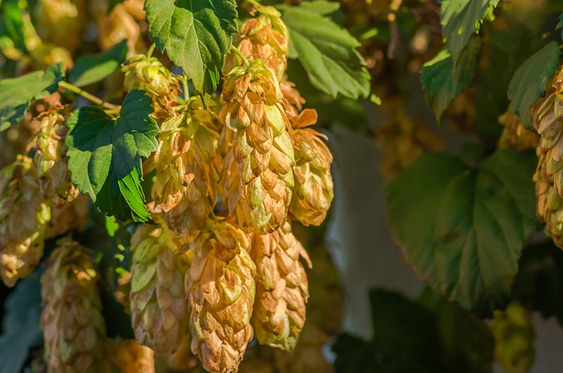 Golden Green hop cones in good weather hanging on a branch