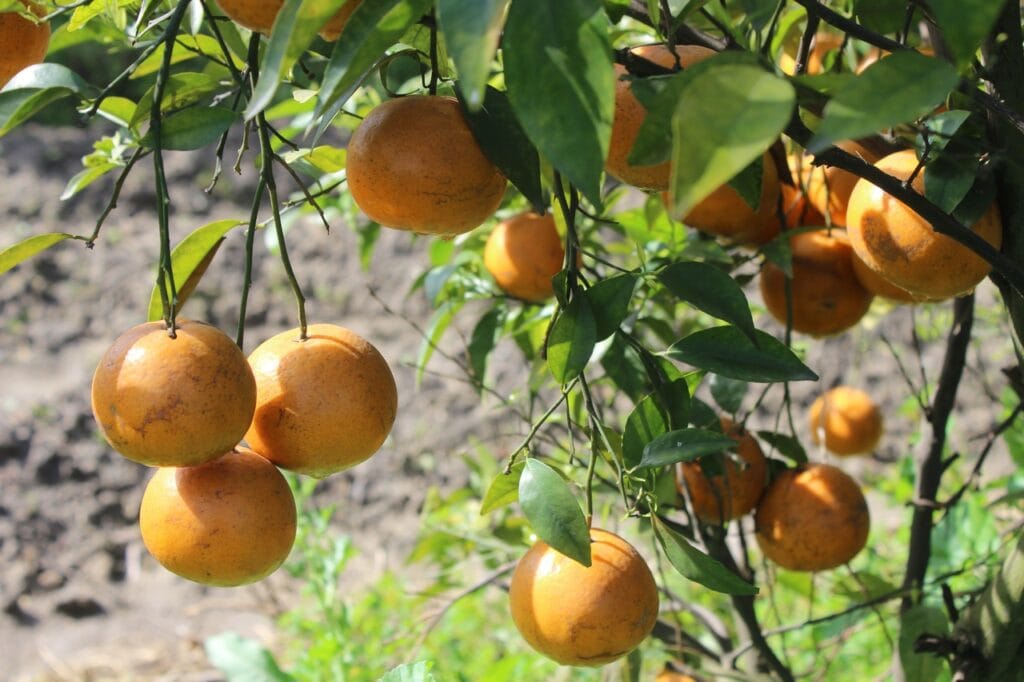 Golden Kist Apricot Tree