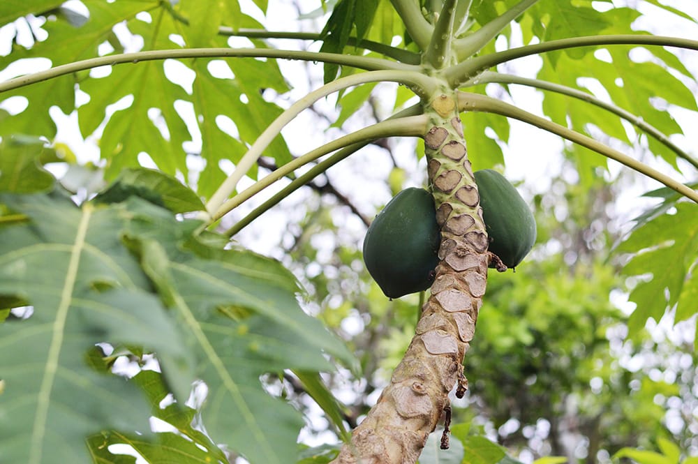 Green Papaya Tree_Miguel A Padrinan_Pexels
