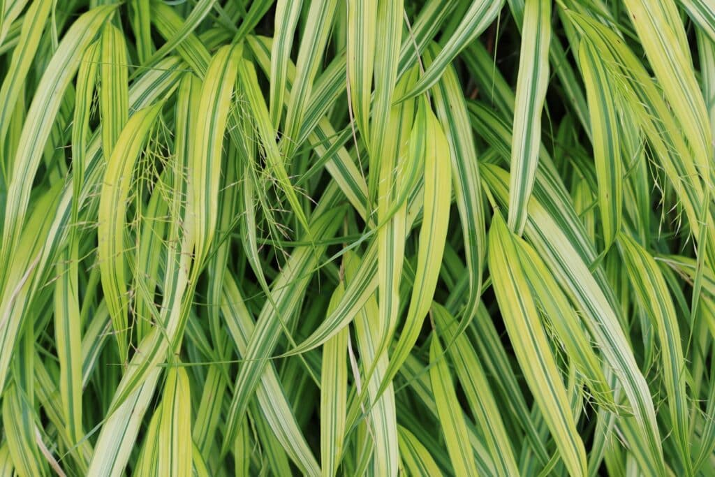 Hakone Grass