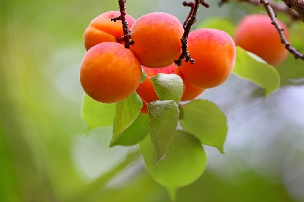 Harcot Apricot
