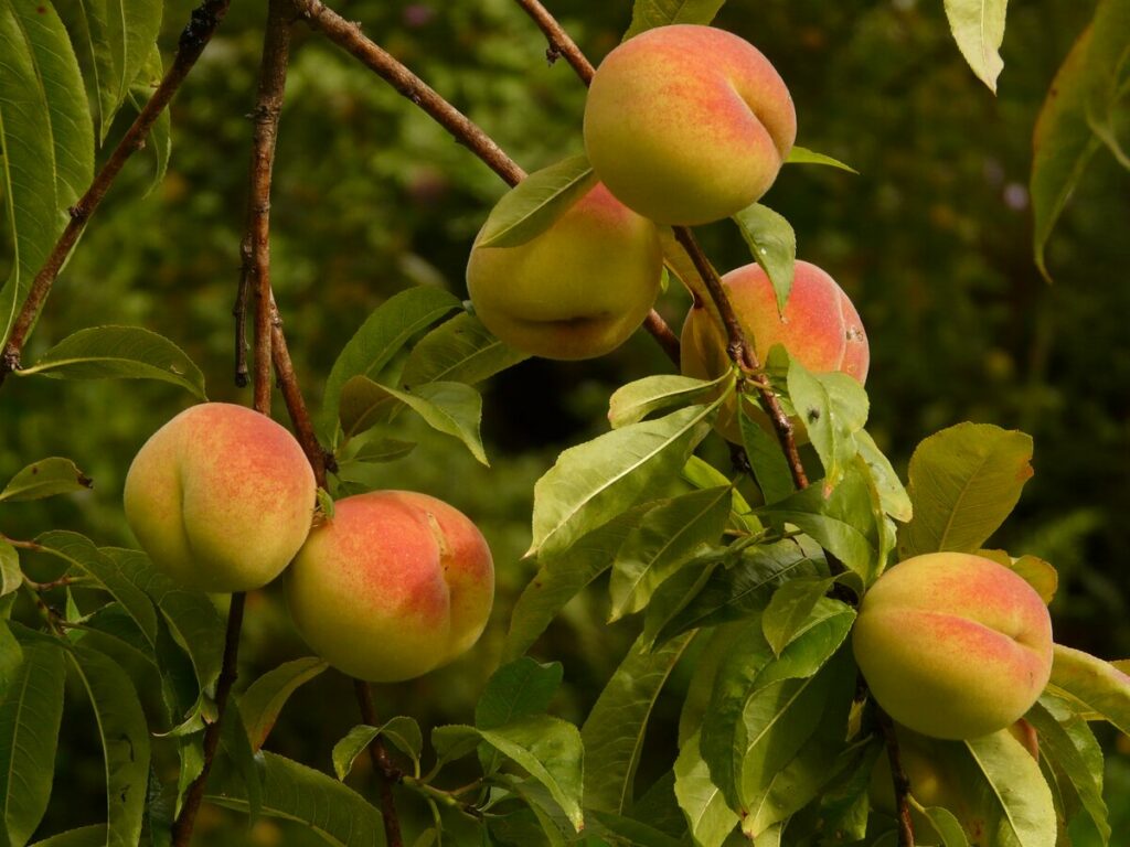 Harglow Apricot Tree