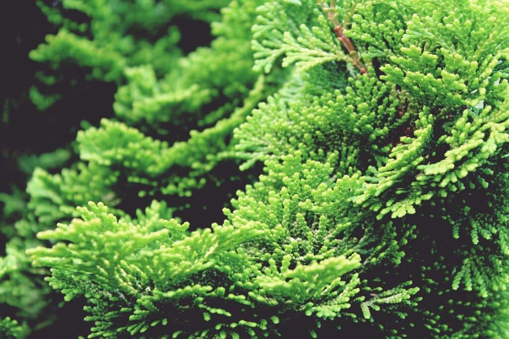 Hinoki Cypress