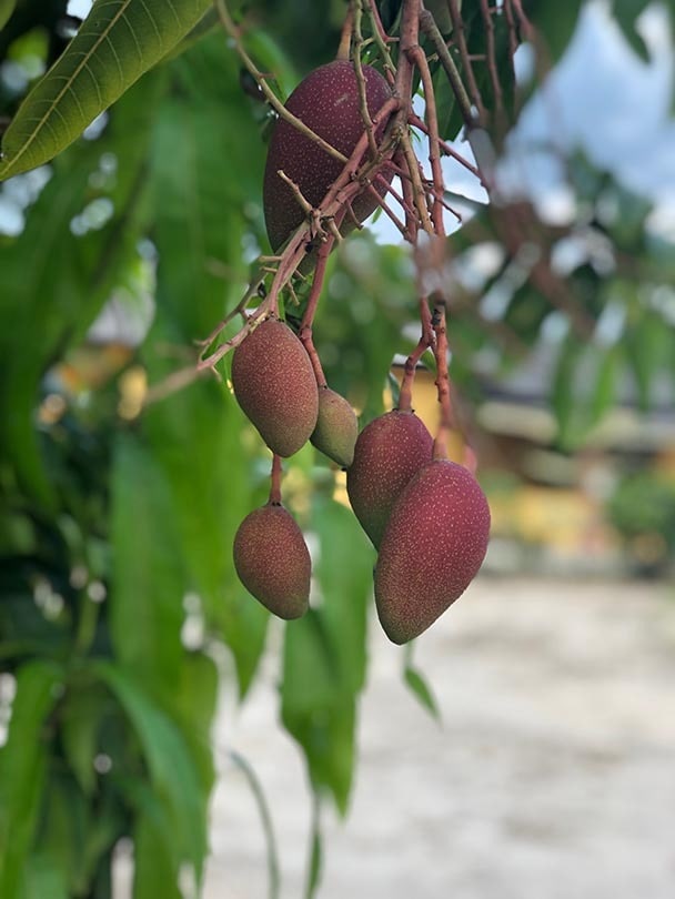 Irwin Mango Tree_Zeerine_Shutterstock