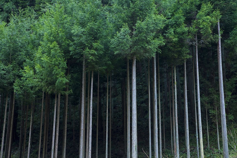Japanese Cedar