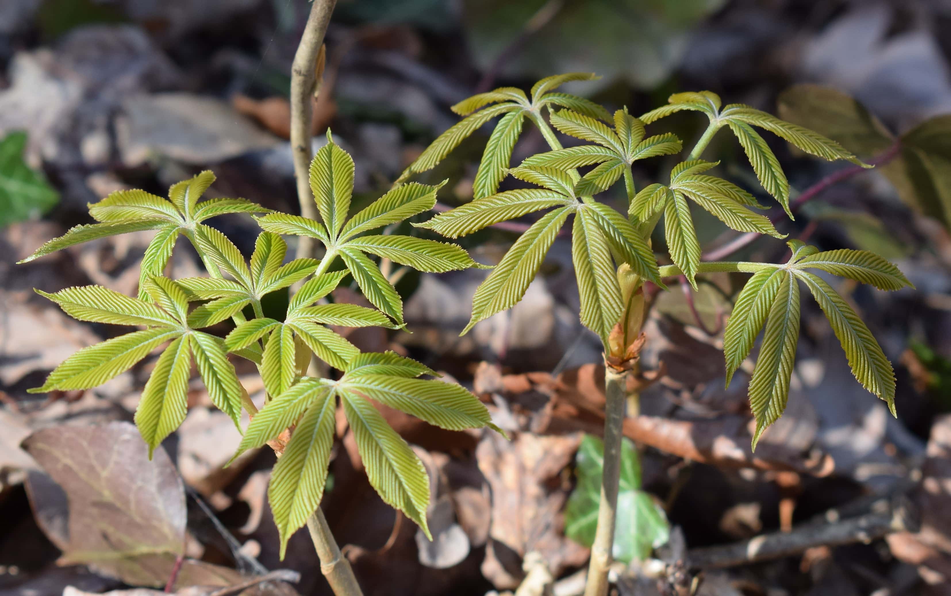 Japanese Chestnut