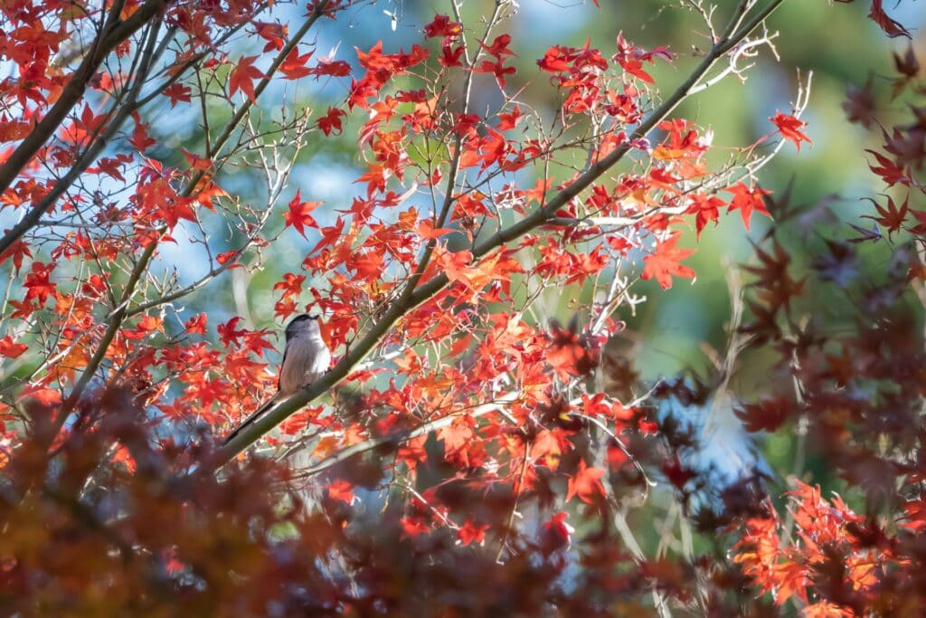 Japanese Maple