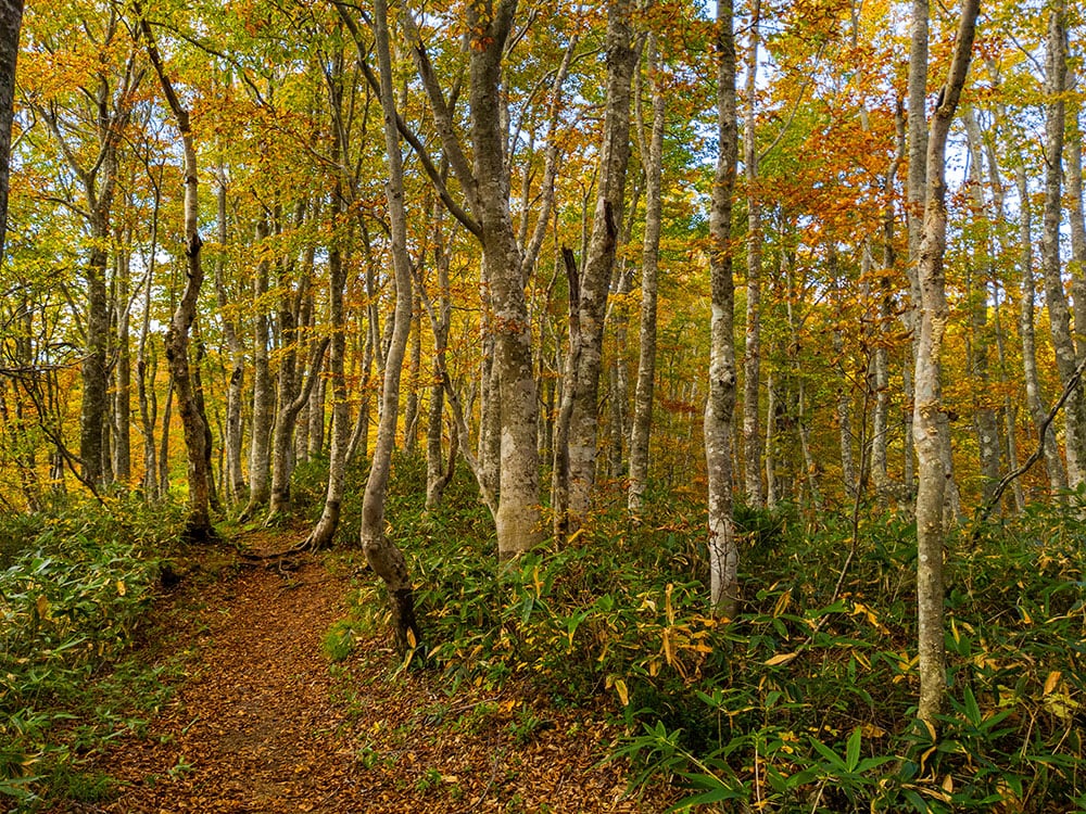 Japanese beech forest