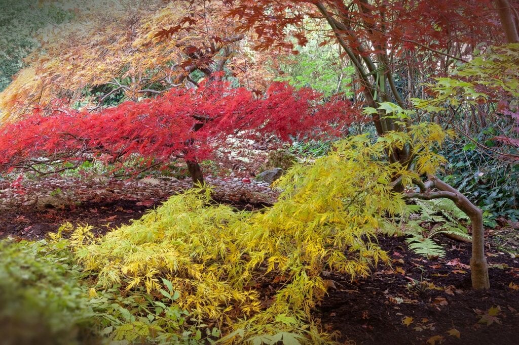Japanese maples trees