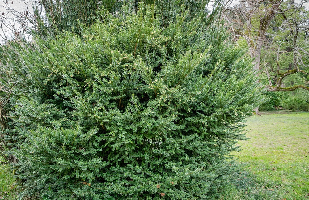 Japanese plum-yew, Harrington's cephalotaxus