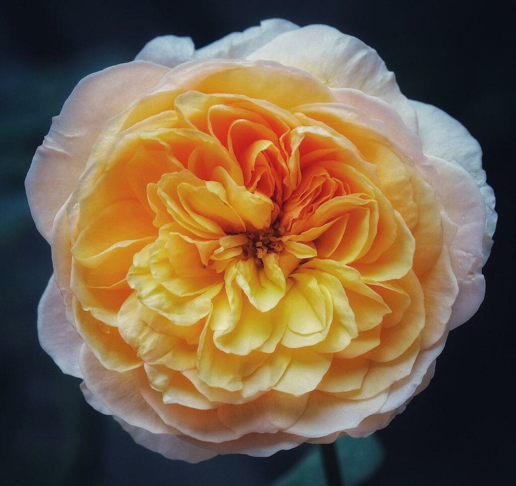 Juliet Rose Flower