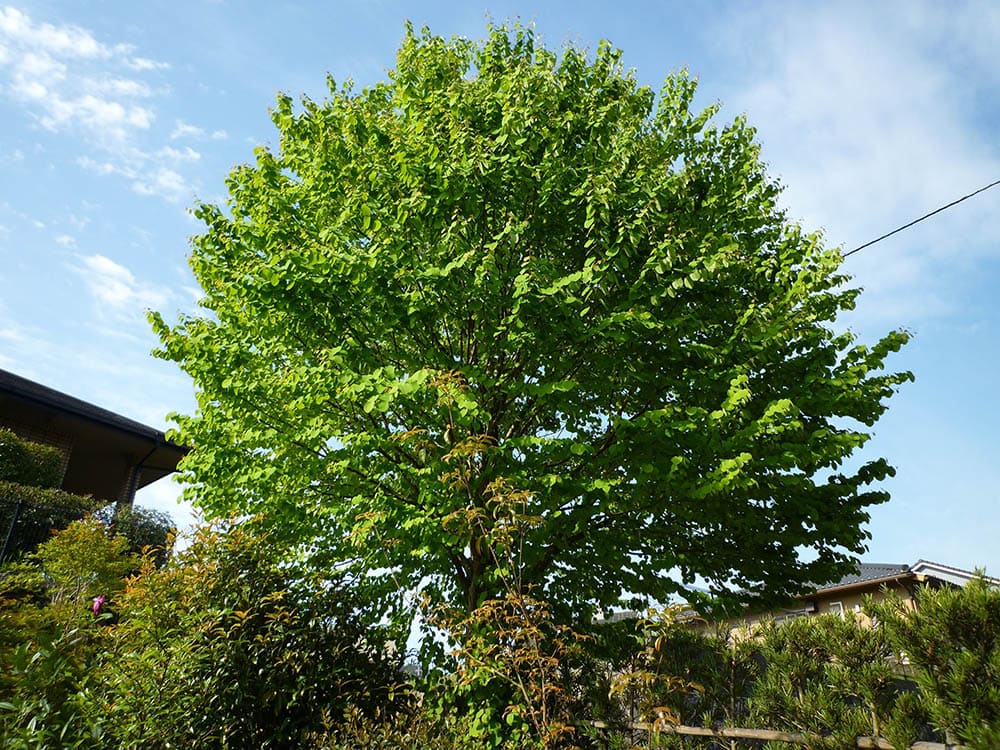 Katsura Tree_tamu1500_Shutterstock