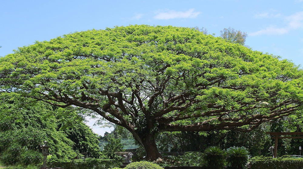 Koa Tree_www_Say_This_ca_Pixabay