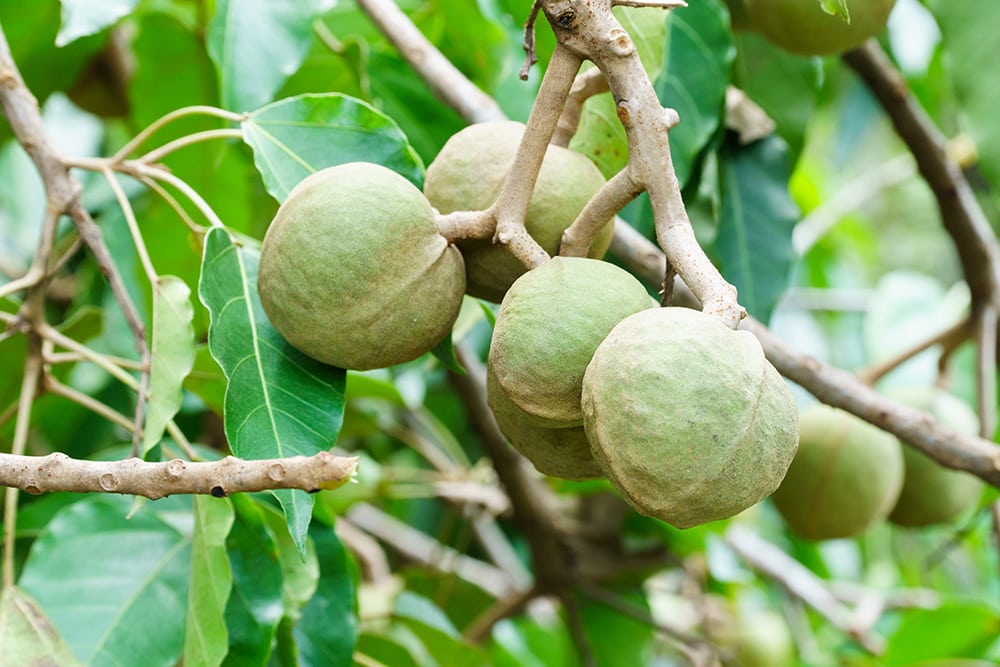 Kukui Nut Tree_Harys Xu_Shutterstock