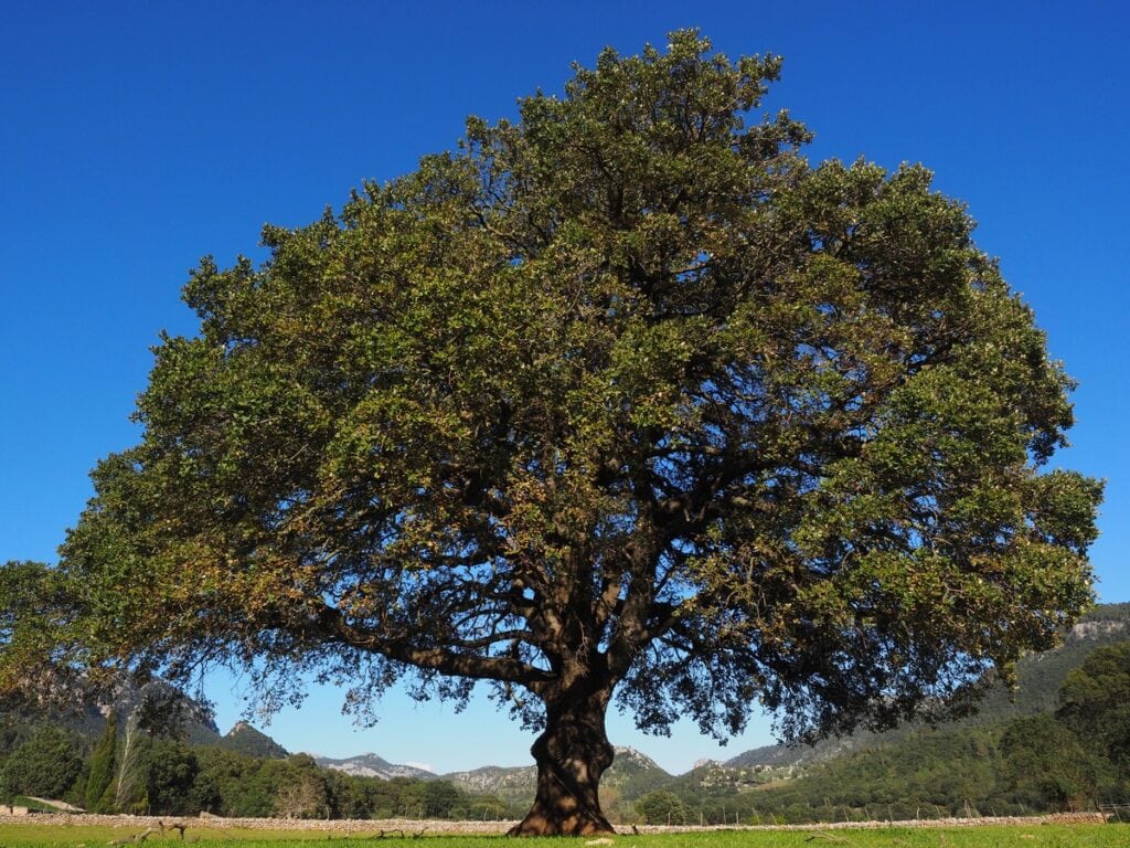 Laurel Oak Tree