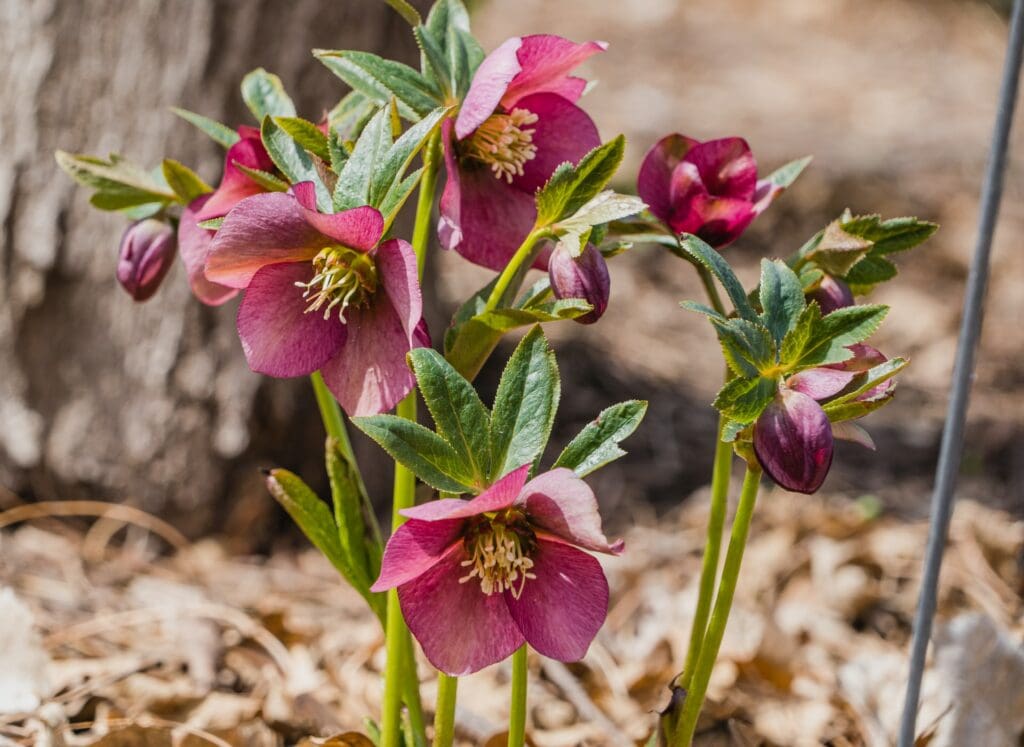 Lenten Rose
