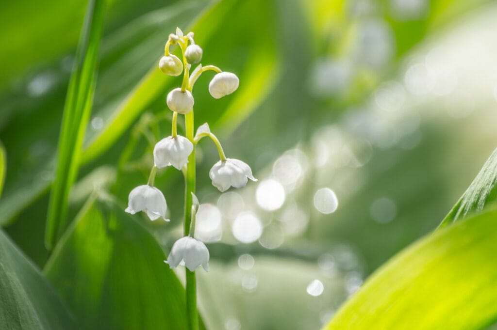 Lily of the Valley