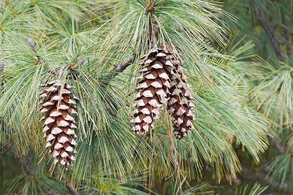 Limber Pine_Nikolay Kurzenko_Shutterstock