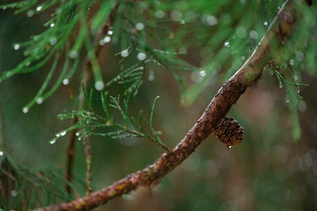 Luchu Pine