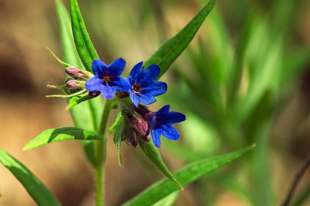 Lungwort