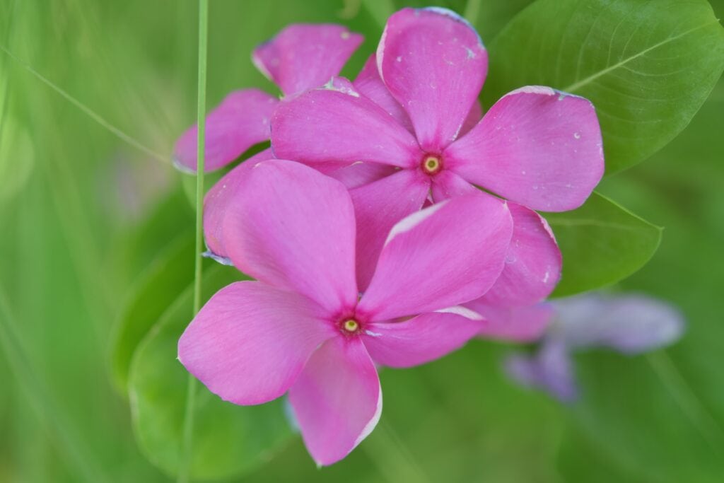 Madagascar Periwinkle