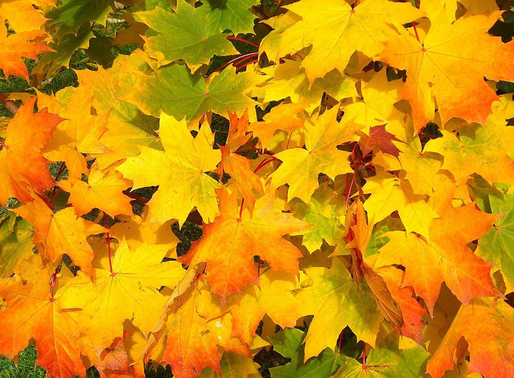 Maple tree in Minnesota_Shirley810_Pixabay