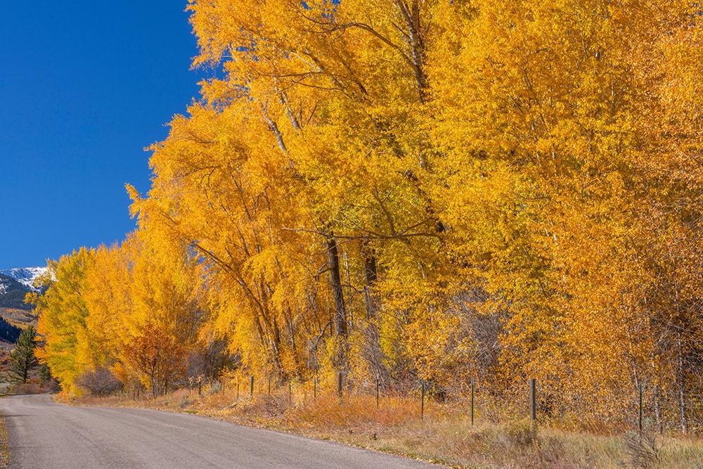 Narrowleaf Cottonwood Tree_Danita Delimond_Shutterstock