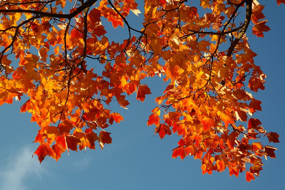 Norway Maple Tree_Hans_Shutterstock