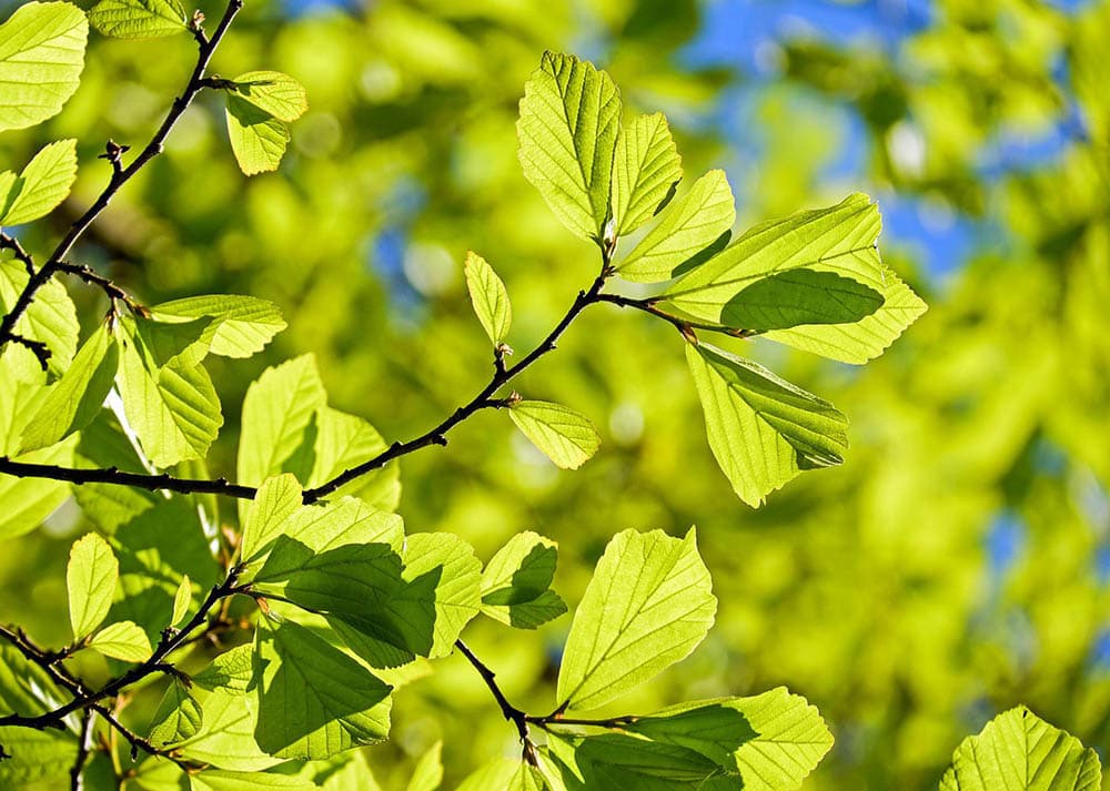 Oak Tree_1195798_Pixabay