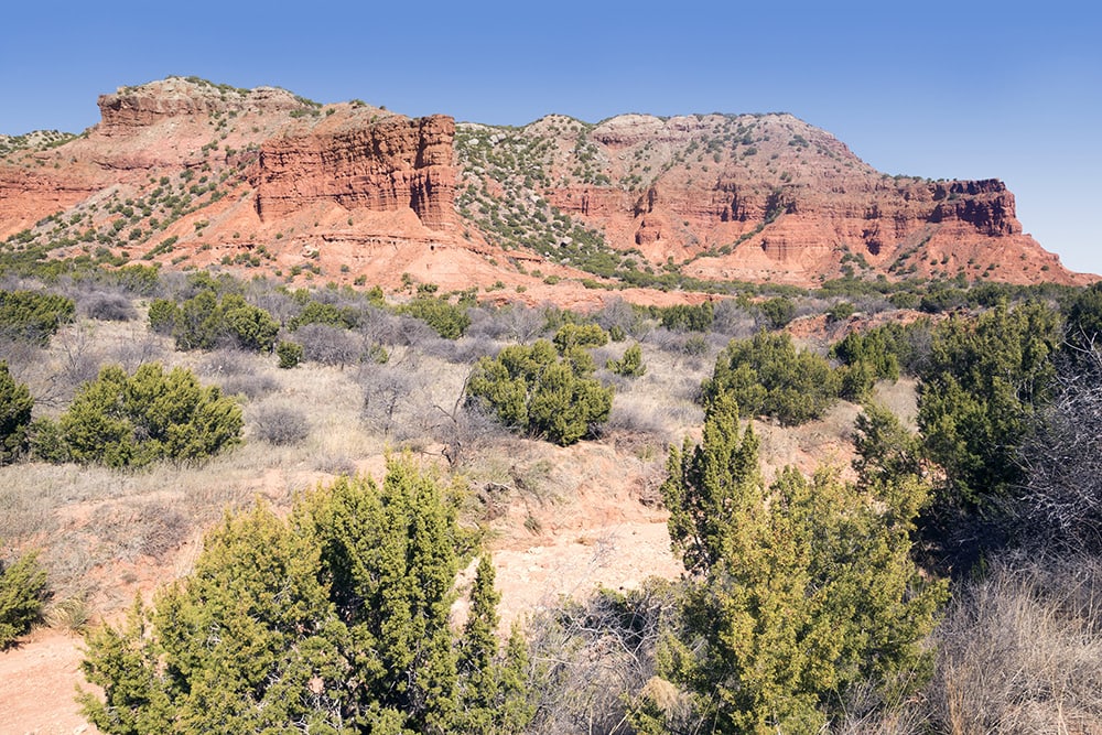 Oneseed Juniper_IrinaK_Shutterstock