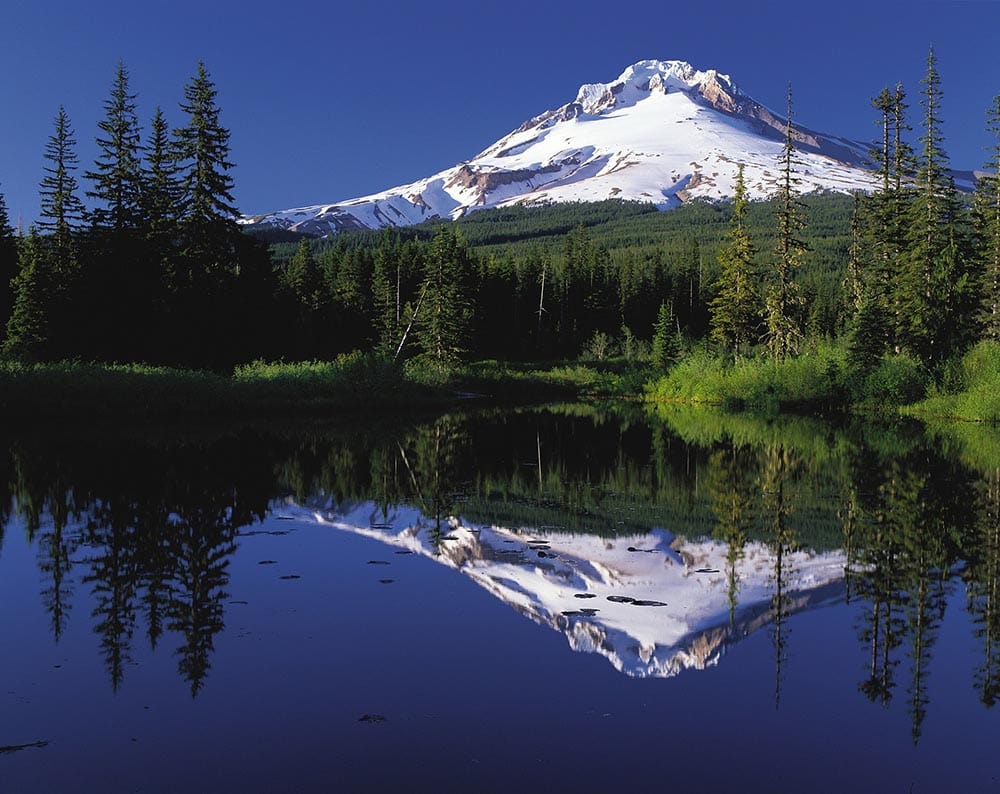 Oregon trees_12019_Pixabay
