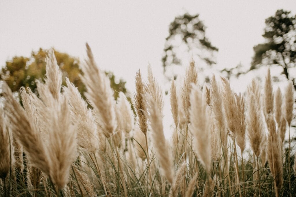 Pampas Grass