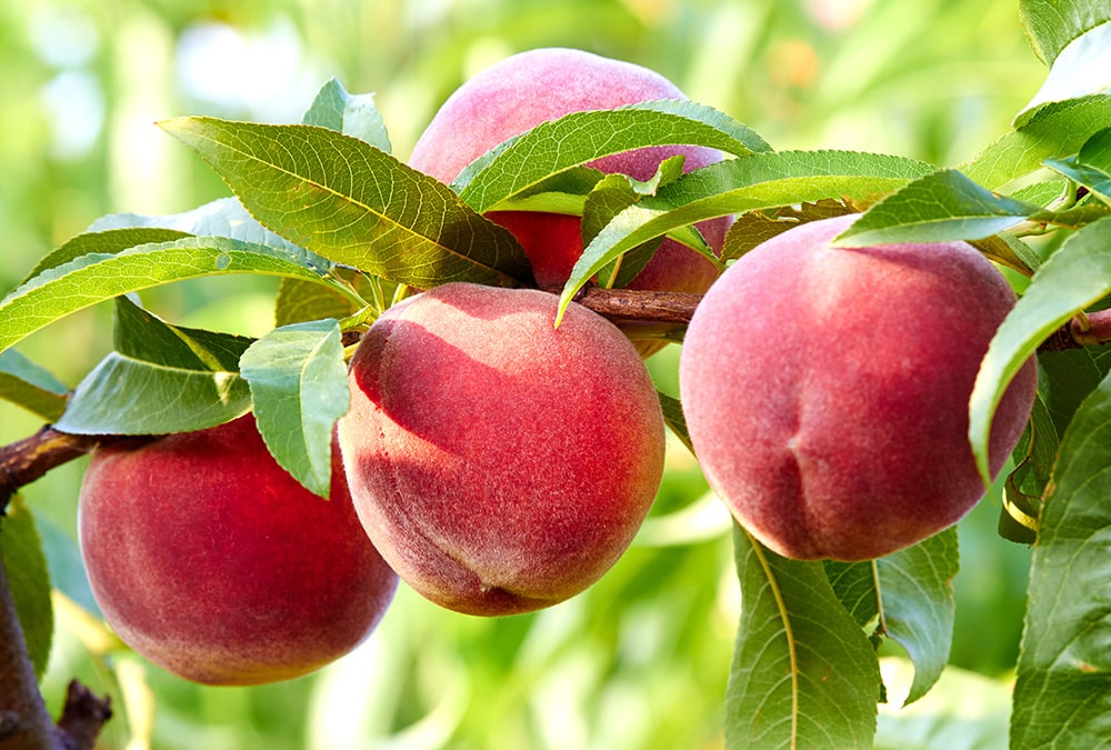 Peach Tree_Armas Vladimir_Shutterstock