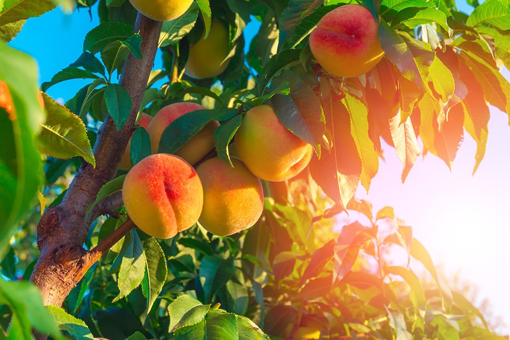Peach Tree_Crisp0022_Shutterstock