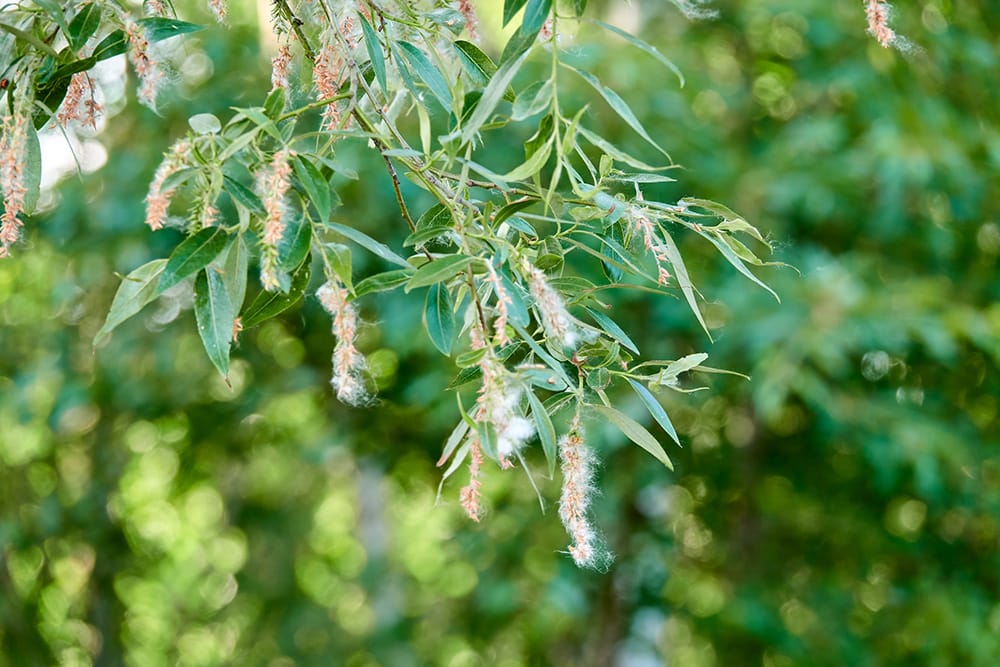 Peach Willow Tree_BestPhotoStudio_Shutterstock