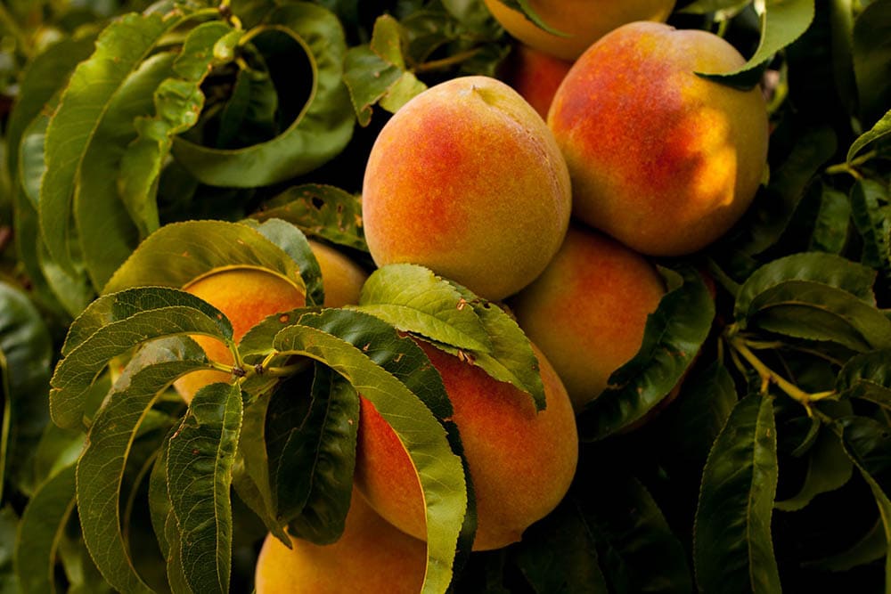 Peach tree_Ian Baldwin_Unsplash